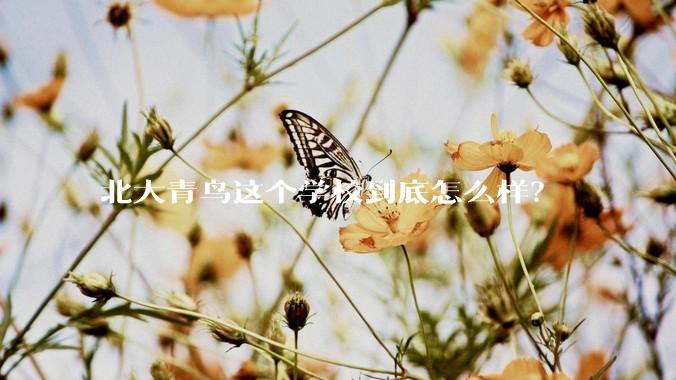 北大青鸟这个学校到底怎么样？